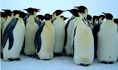 penguins